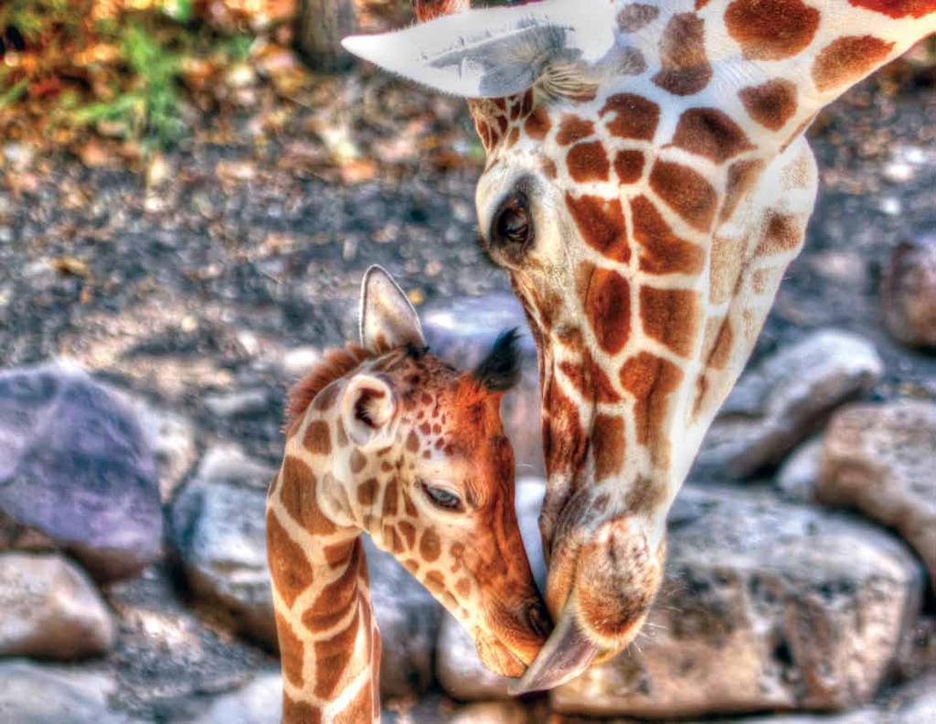 Giraffe Giraffa camelopardalis A