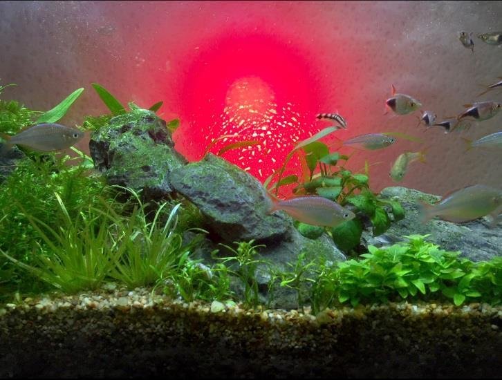 201 1 Nano Tank 2 Freshwater w/ Live Plants 3 Freshwater w/o Live Plants 4 Freshwater Biotype 5 Novelty The Aquarium Beautiful Best of Show was