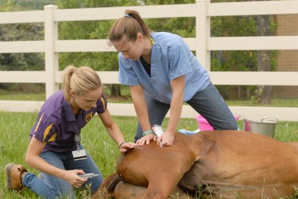 UHC Operation Gelding Program How to Conduct a Gelding Clinic Planning a gelding clinic takes time and effort.